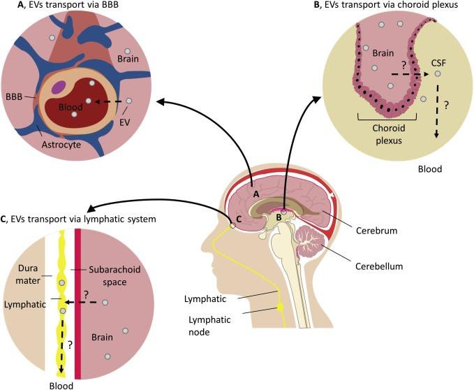 New windows into the brain: Central nervous system-derived extracellular vesicles in blood