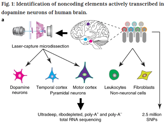 Enhancers active in dopamine neurons are a primary link between genetic variation and neuropsychiatric disease