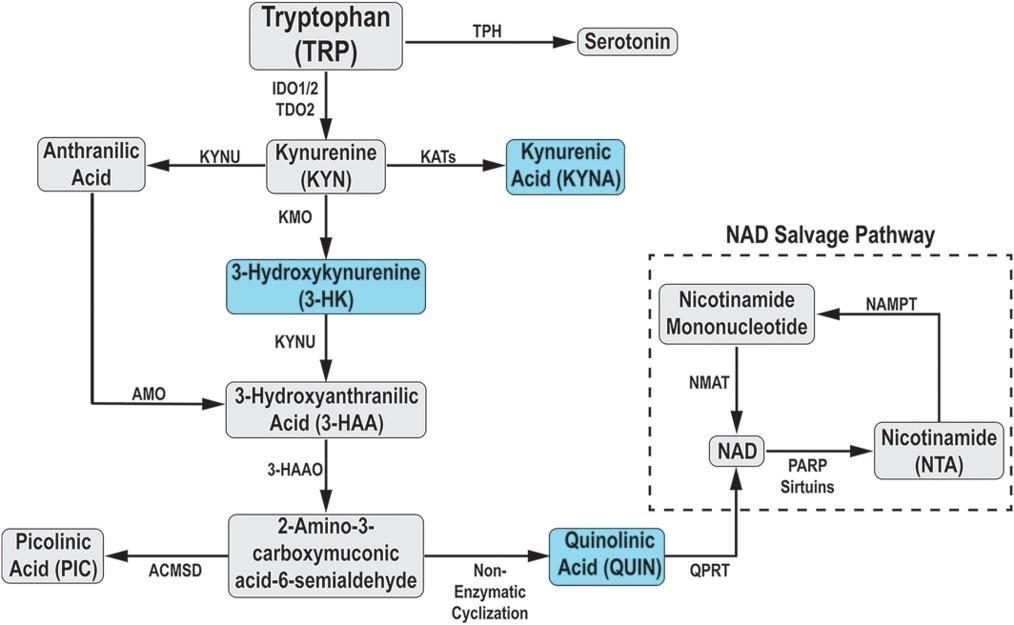 Tryptophan Metabolites